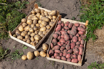 Ruehstaedt  Deutschland  geerntete roetliche und gelbliche Kartoffeln in Kisten auf dem Feld