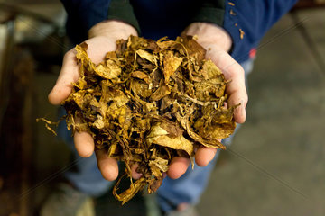 Berlin  Deutschland  Produktion von Tabaksorten bei der Planta Tabak-Manufaktur