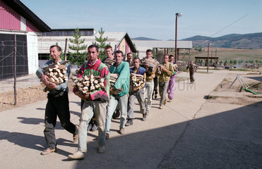 Banja Luka  Bosnien-Herzegowina  Gefangene tragen Holz im Lager Manjaca