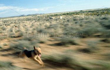 Karoo  Suedafrika  Terrier rennt neben einem Auto ueber eine Kuhweide