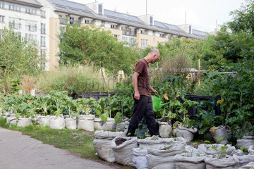 Berlin  Deutschland  Urban Gardening: In den Prinzessinnengaerten am Moritzplatz