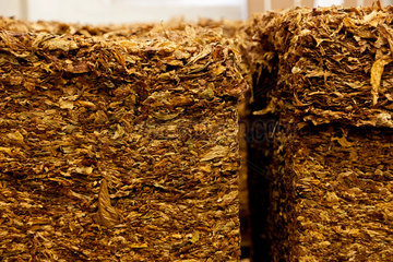 Berlin  Deutschland  Tabakpresslinge bei der Planta Tabak-Manufaktur