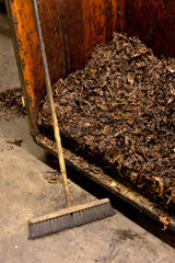 Berlin  Deutschland  Produktion von Tabaksorten bei der Planta Tabak-Manufaktur