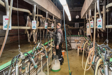 Emden  Deutschland  Landwirt melkt seine Kuehe