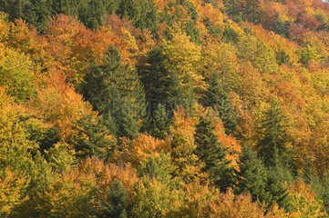 St. Maergen  Deutschland  Schwarzwald in Herbstfaerbung