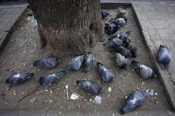 Warschau  Polen  Tauben picken an einem Baumstamm