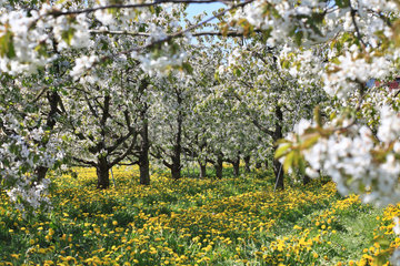 Jork  Deutschland  Apfelbaumbluete im Obstanbaugebiet Altes Land