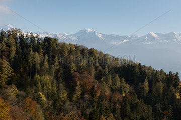 Sigriswil  Schweiz  Herbstfaerbung der Baeume