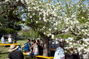 Werder  Deutschland  Besucher auf dem Baumbluetenfest