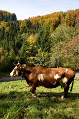 St. Maergen  Deutschland  eine Kuh auf einer Weide