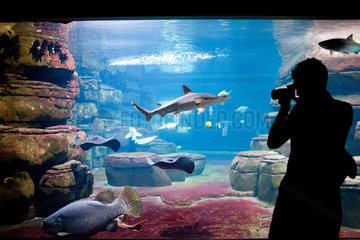 Berlin  Deutschland  ein Besucher fotografiert Haie und Fische im Aquarium