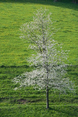Elzachtal  Deutschland  bluehender Obstbaum auf einer Wiese