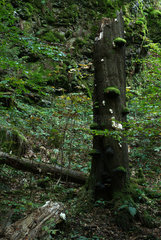 Tabarz  Deutschland  ein morscher Baumstumpf im Thueringer Wald