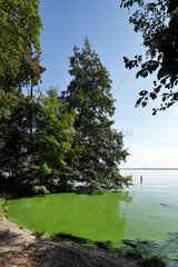 Berlin  Deutschland  Algen faerben das Wasser am Ufer des Mueggelsee gruen