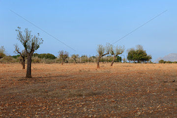 Mallorca  Spanien  karge Plantage im Nordosten der Insel