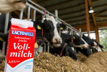 Unna  Deutschland  Milchtuete in einem Kuhstall