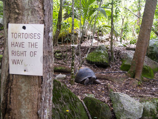 Seychellen-Riesenschildkroete