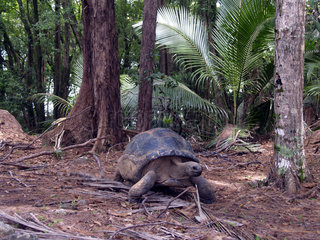 Seychellen-Riesenschildkroete