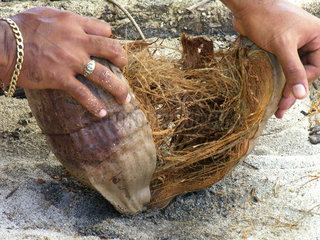 Haende beim Oeffnen einer Kokosnuss