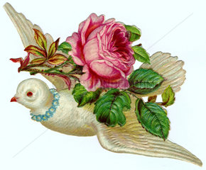 Taube mit Rose  Liebessymbol  um 1900