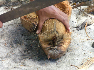 Haende beim Oeffnen einer Kokosnuss