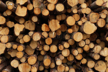 Aelvsered  Schweden  Baumstaemme in einem Saegewerk