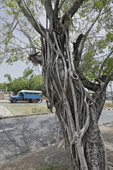 Santiago de Cuba  Kuba  von Lianen umschlungener Baum im Zentrum