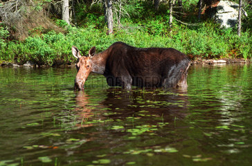 Algonquin Park  Kanada  Elchkuh grast im Wasser