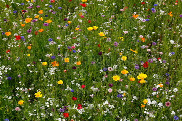 Bottrop  Deutschland  Sommerwiese mit Wildblumen