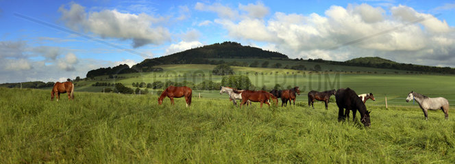 Oberoderwitz  Deutschland  Pferde beim Grasen auf der Weide