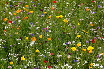 Bottrop  Deutschland  Sommerwiese mit Wildblumen