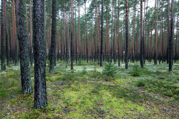 Kolk  Estland  Nadelbaeume im Lahemaa-Nationalpark