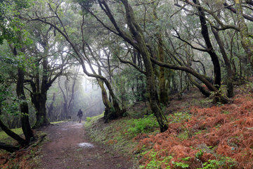 Las Hayas  Spanien  Lorbeerwald im Nationalpark Garajonay auf La Gomera