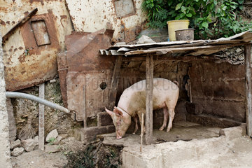 Santiago de Cuba  Kuba  Schwein in einem Hinterhof