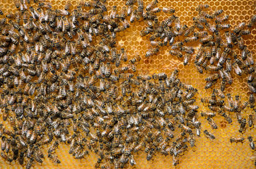 Toenisvorst  Deutschland  Honigwabe mit Bienen