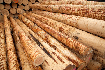 Buchenbach  Deutschland  Baumstaemme beim Holzproduzenten Dold