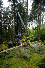 Bad-Berleburg  Deutschland  ein Holzernter Harvester faellt Baeume im Wald
