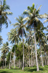 Phuket  Thailand  Kokospalmen wachsen auf der Insel Phuket