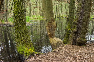 Birkenwerder  Deutschland  Biberspuren an einem Baum