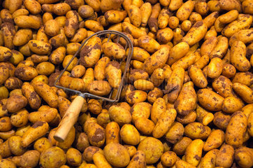 Herten  Deutschland  Kartoffeln einkaufen im Hofladen