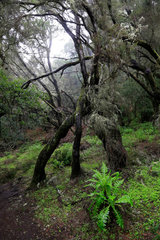 Las Hayas  Spanien  Lorbeerwald im Nationalpark Garajonay auf La Gomera