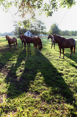 Neustadt/Dosse  Deutschland  Pferde am Morgen auf der Weide