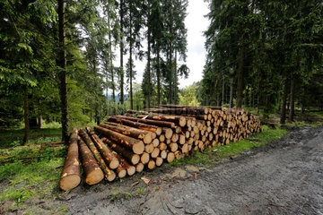 Bad-Berleburg  Deutschland  gefaellte Baeume  Holzpolter im Wald