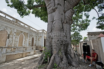 Santiago de Cuba  Kuba  ein sehr alter Baum im Zentrum der Stadt