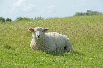 Wesselburenerkoog  Deutschland  ein Schaf auf dem Deich