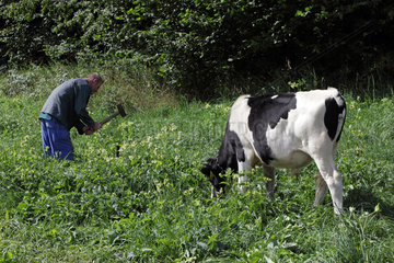 Prangendorf  Deutschland  Landwirt pflockt einen Jungbullen auf einer Weide an