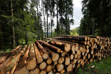 Bad-Berleburg  Deutschland  gefaellte Baeume  Holzpolter im Wald