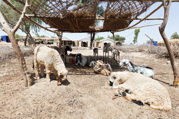 Lujja Khan Jakrani  Pakistan  Schafe und Ziegen  im Hintergrund Wohnhuetten