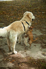 Bellinzona  Schweiz  Golden Retriever und kleiner Hund am Spielen
