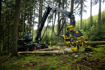Bad-Berleburg  Deutschland  ein Holzernter Harvester faellt Baeume im Wald